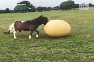 Dieses Pony liebt das Ball spielen
