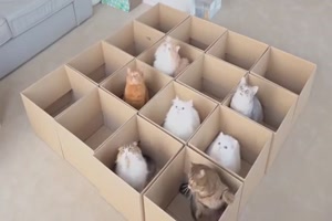 Katzen in den Boxen