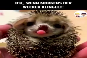 Ich, morgens wenn der Wecker klingelt