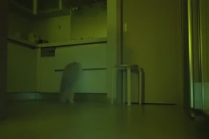 Katzenspiele bei Nacht