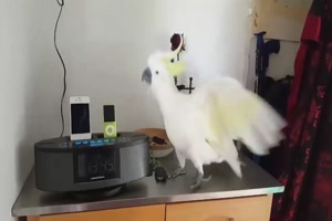 Kakadu tanzt zur Musik