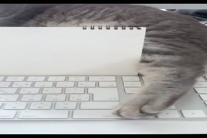 So hältst du deine Katze von der Tastatur fern