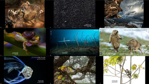 The Winners of Wildlife Photographer of the Year 2019 2-1