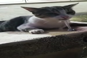 Katze mit groem Durst