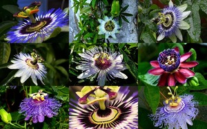 Passion Flowers - Passionsblumen