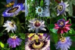 Passion-Flowers---Passionsblumen.ppsx auf www.funpot.net