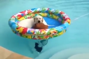Hund geht erst mal eine Runde chillen im Pool