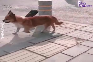 Hunde knnen auch tnzelnd tanzen