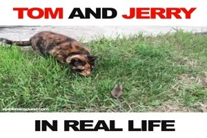 Tom und Jerry im realen Leben
