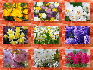 springflowers-090410143119