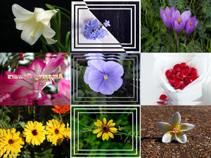 amazingflowers-090523043702