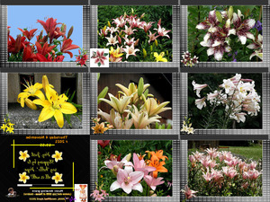 discoverthemanycoloursoflilies-charlotte2-100419144143