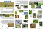 ungewöhnliche-Tiere---Libellen.pps auf www.funpot.net