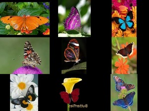 Butterflies - Schmetterlinge