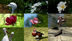 Fleurs et animaux colores - Bunte Blumen und Tiere