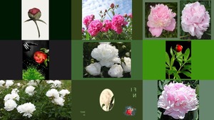 Pivoines - GIFS Animations 5 - Pfingstrosen...nicht blttern