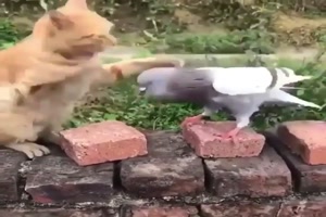 Katze und Taube beim Raufen