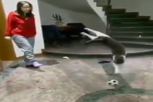 Katze fängt Ball ab