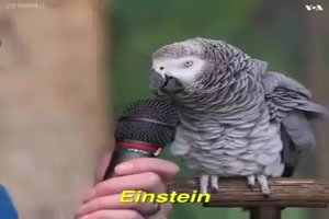 Einstein, der sprechende Papagei