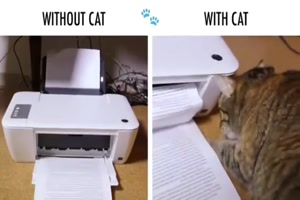 das Leben mit und ohne Katze