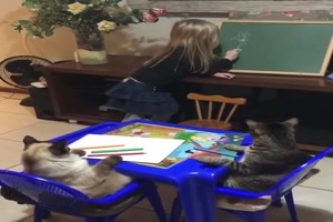 Katzen beim Unterricht