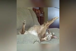 Hunde schlafen in den unmöglichsten Stellungen