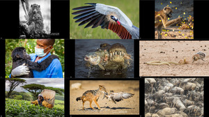 Africa Geographic Photographer Year 2020 Winners