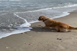 Das Meer ist dem Hund nicht geheuer