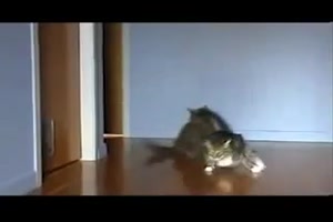 Katzen können schnell sein