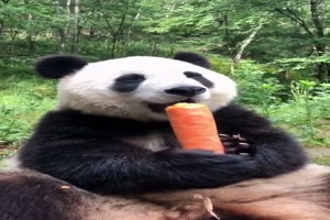 Panda isst gensslich eine Mhre