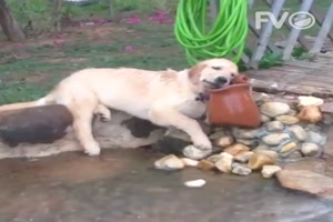 Hund am Wasserauslass