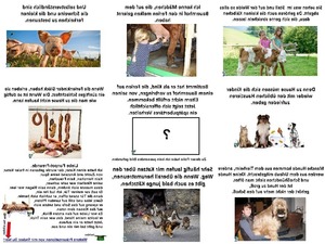 Viel-Viehzeug.pps auf www.funpot.net