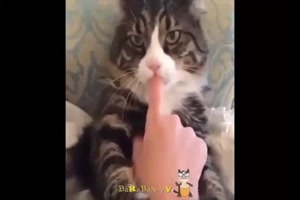soo-lustige-Katzen.mp4 auf www.funpot.net