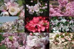 Flori-de-mar---Apfelblüten.ppsx auf www.funpot.net