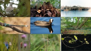 La beaut de la faune et flore - Die Schnheit der Flora ...