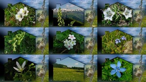 Mountain of Flowers - Berg der Blumen