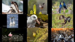 The 2018 Audubon Photography Awards - Winners Top 100 2-2