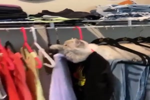 Katze im Kleiderschrank