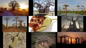 Baobab.ppsx auf www.funpot.net