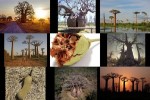 Baobab.ppsx auf www.funpot.net