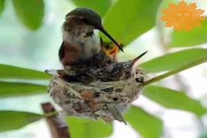 Kolibris Nachwuchs