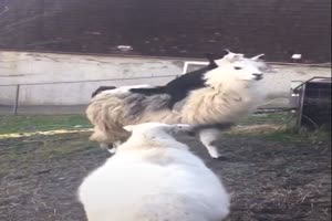 Hund springt auf Alpaka
