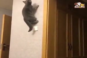 Katzen-bekommen-ziemlich-viel-hin,-das-sie-unbedingt-wollen.mp4 auf www.funpot.net