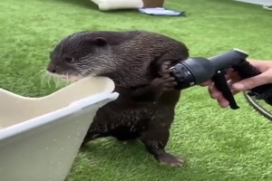Wasserspiele mit dem Otter