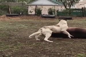 Hund und Pferd spielen