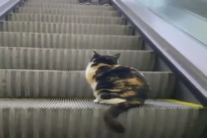 Katze fhrt Rolltreppe