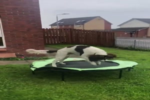 Hund springt auf dem Trampolin