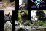 Tiere.pps auf www.funpot.net