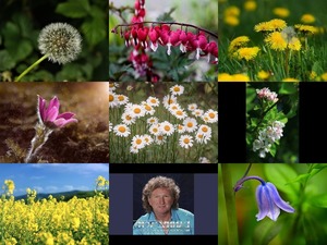 Bilder-Galerie - Blumen