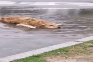 Tolle-Pfütze-für-den-Hund.mp4 auf www.funpot.net
